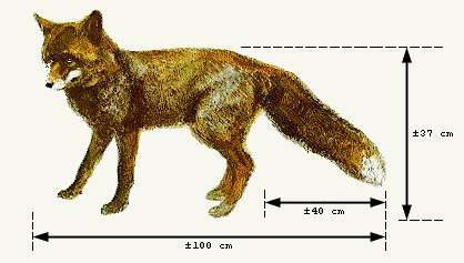 Fox Size Europe